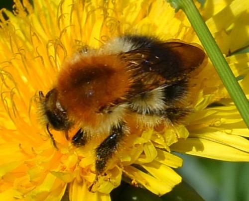 Bombus pascuorum