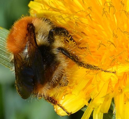 Bombus pascuorum