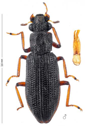 Hydrochus angustatus