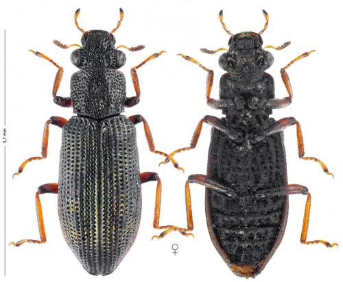Hydrochus angustatus