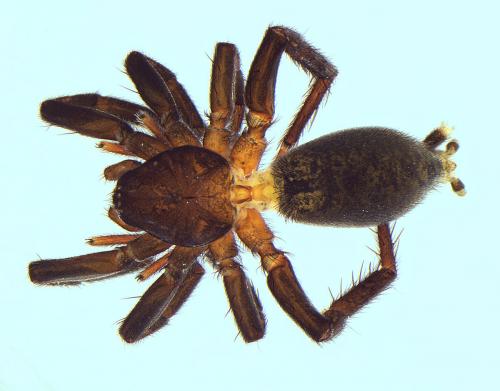 Réf. 122 156 : Marinarozelotes fuscipes