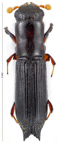 Réf. 122 521 : Treptoplatypus oxyurus