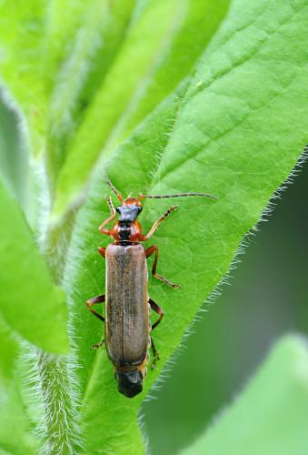 Podabrus alpinus
