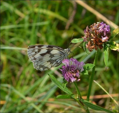 Melanargia galathea
