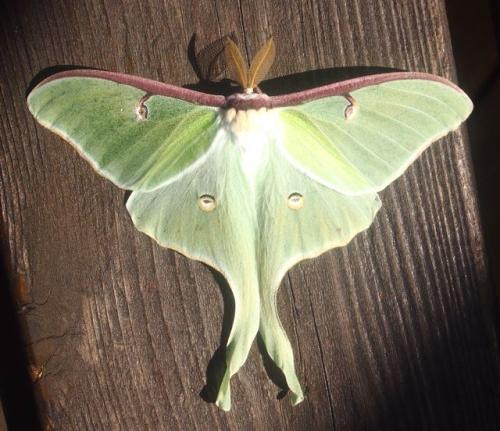 Réf. 122 271 : Actias luna