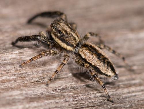 Pseudicius sp.