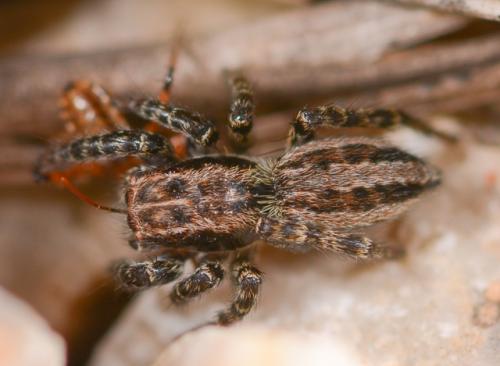 Phlegra cinereofasciata