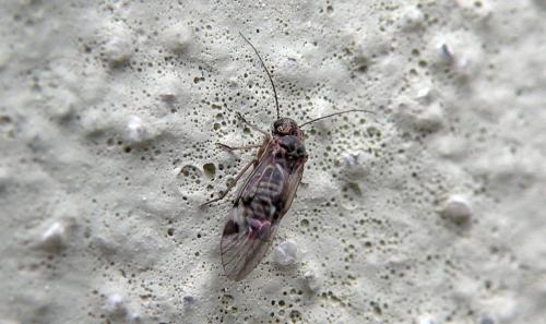 Réf. 122 633 : Amphigerontia contaminata