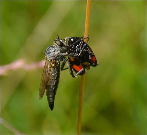 Dysmachus sp.