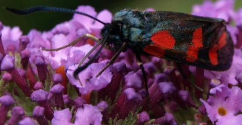 Zygaena filipendulae
