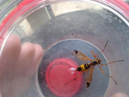 Réf. 122 065 : Ctenophora ornata
