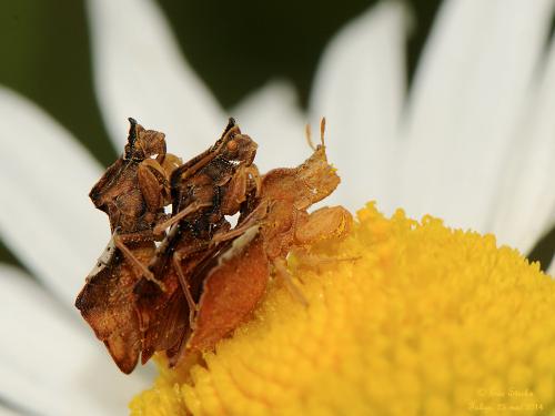 Phymata crassipes