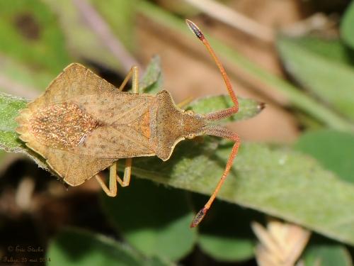 Réf. 122 304 : Syromastus rhombeus