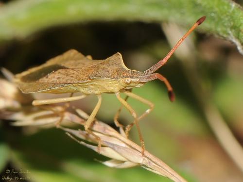 Syromastus rhombeus