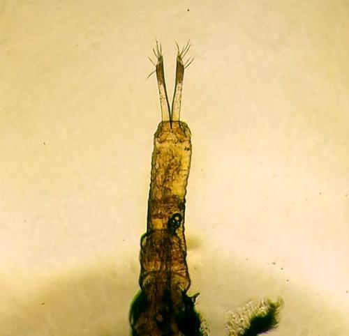 Chaetocnema sp.