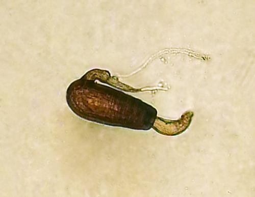 Chaetocnema sp.
