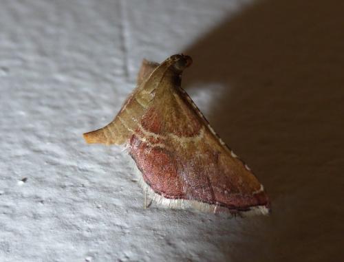 Réf. 122 691 : Endotricha flammealis