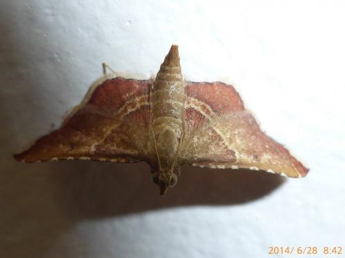 Endotricha flammealis