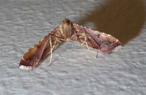 Réf. 122 693 : Endotricha flammealis
