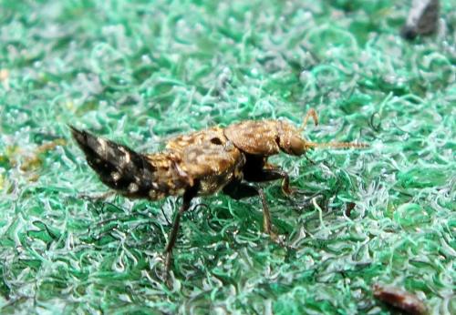 Ontholestes murinus