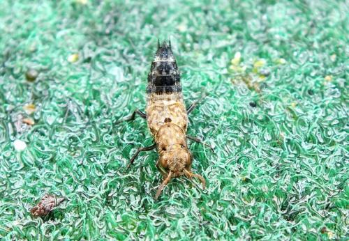 Ontholestes murinus