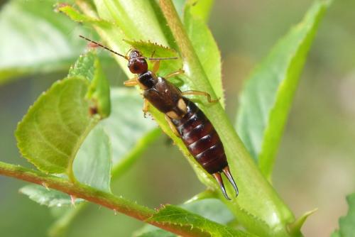 Forficula auricularia