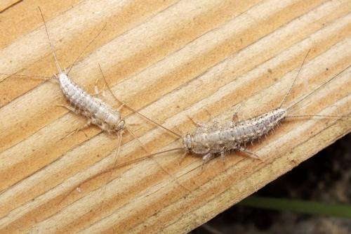 Ctenolepisma lineata