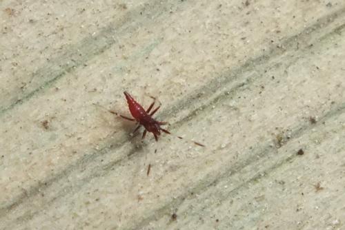 Réf. 122 821 : Deraeocoris ruber