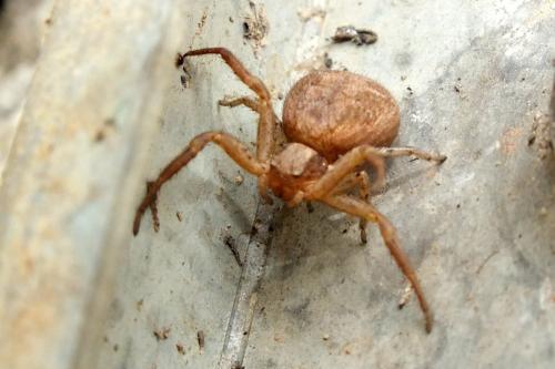 Xysticus sp.