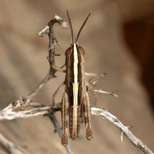 Ramburiella hispanica latipedium