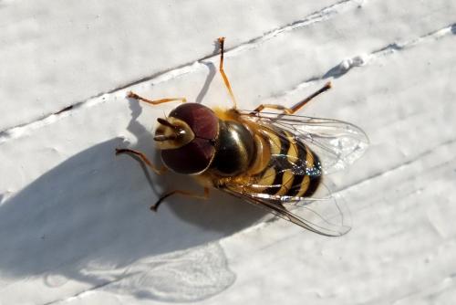 Réf. 122 146 : Lapposyrphus lapponicus