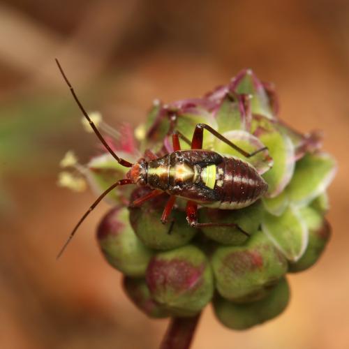 Réf. 122 223 : Calocoris roseomaculatus