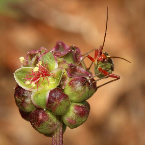 Réf. 122 222 : Calocoris roseomaculatus