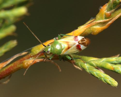 Réf. 122 417 : Megalodactylus macularubra