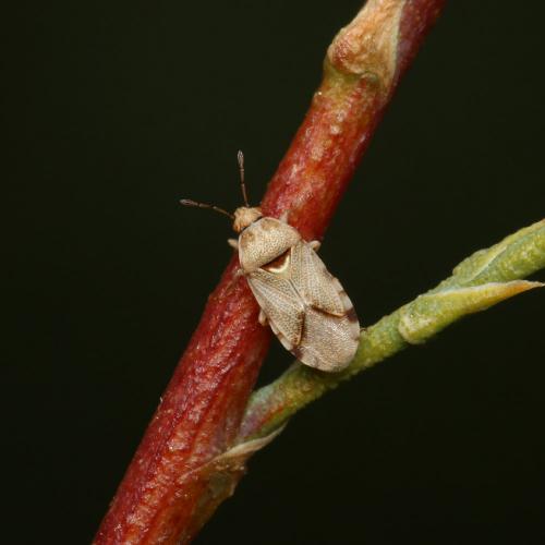 Artheneis foveolata