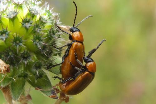 Réf. 122 366 : Exosoma lusitanicum
