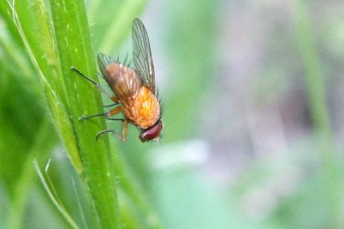Réf. 122 008 : Phaonia pallida
