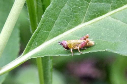 Pezotettix giornae