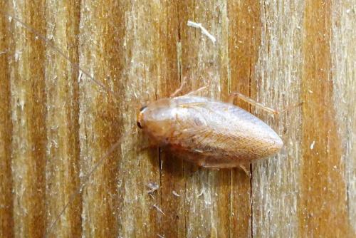 Ectobius pallidus
