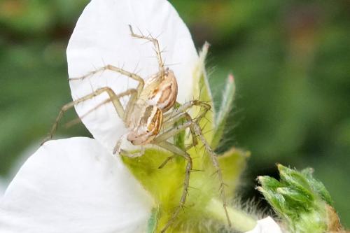 Oxyopes sp.