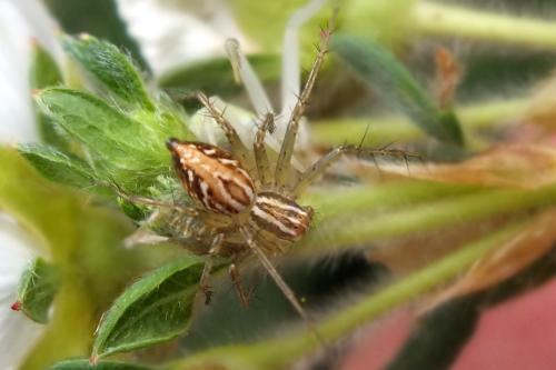 Oxyopes sp.