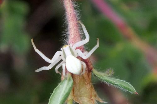 Misumena vatia