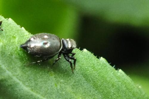Heliophanus kochii