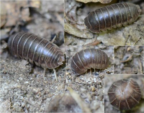 Eluma purpurascens
