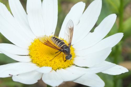 Lomatia sp.