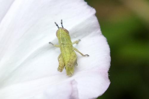 Pezotettix giornae
