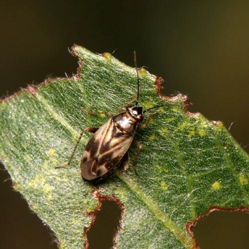 Réf. 122 554 : Monosynamma bohemanni