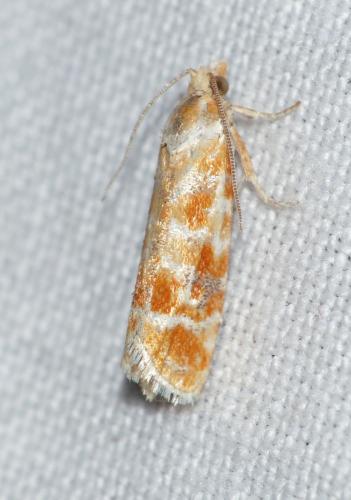 Rhyacionia buoliana