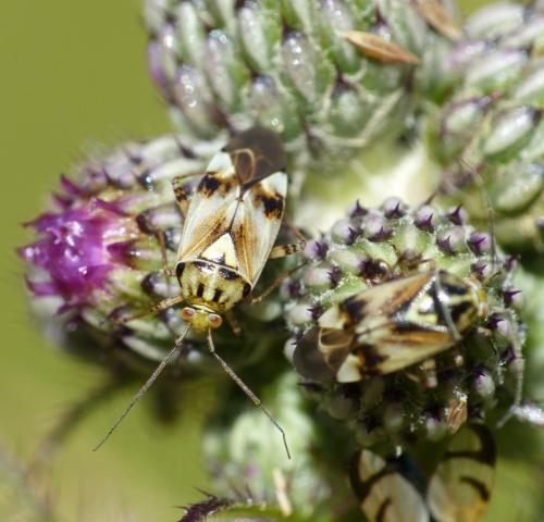 Lygus sp.