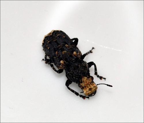 Platyrhinus resinosus